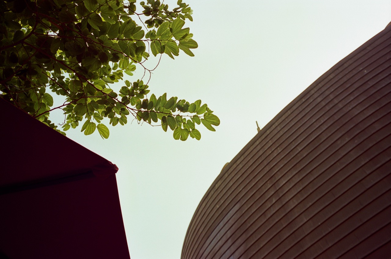 Looking up at a pale sky, with green leafy branches at top left and a dark red roof edge at bottom left. On the right, the ribbed, curved wall of a brown building sweeps up toward the corner.
