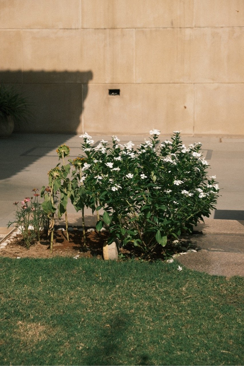 Flowers on a hot Summer day
